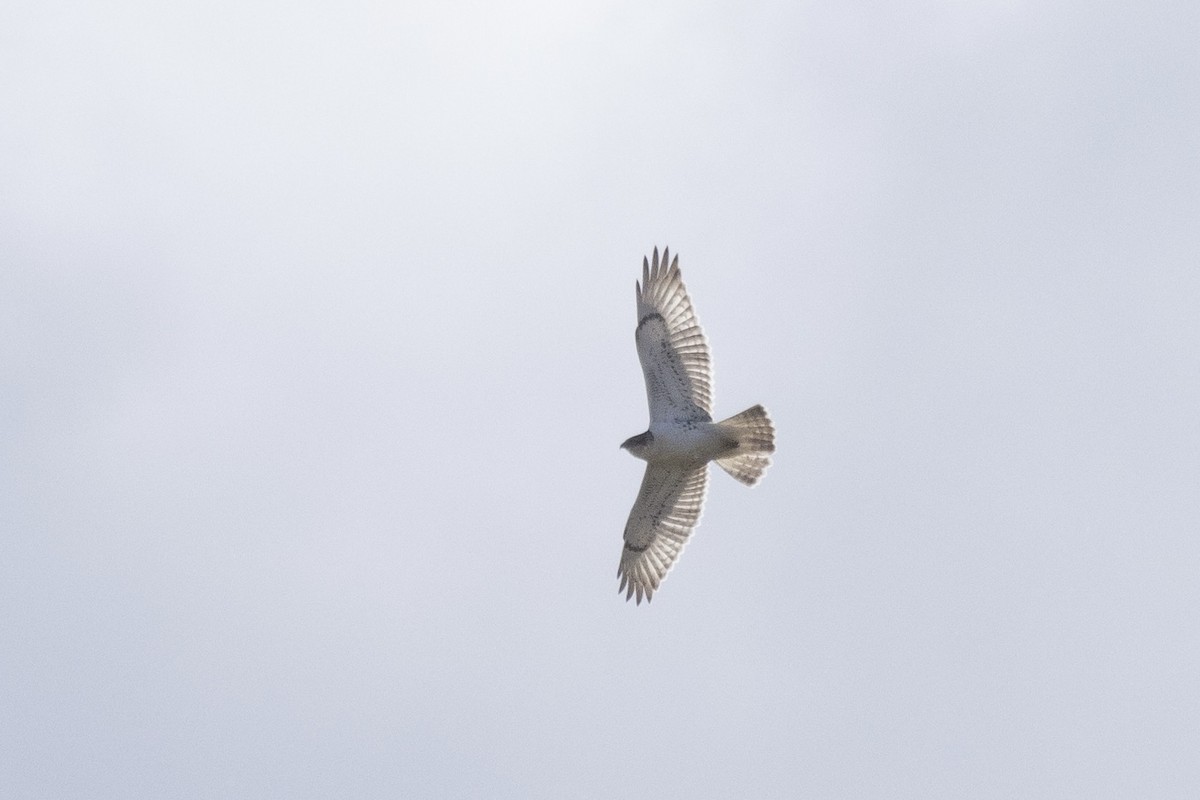 Канюк королівський - ML643846242