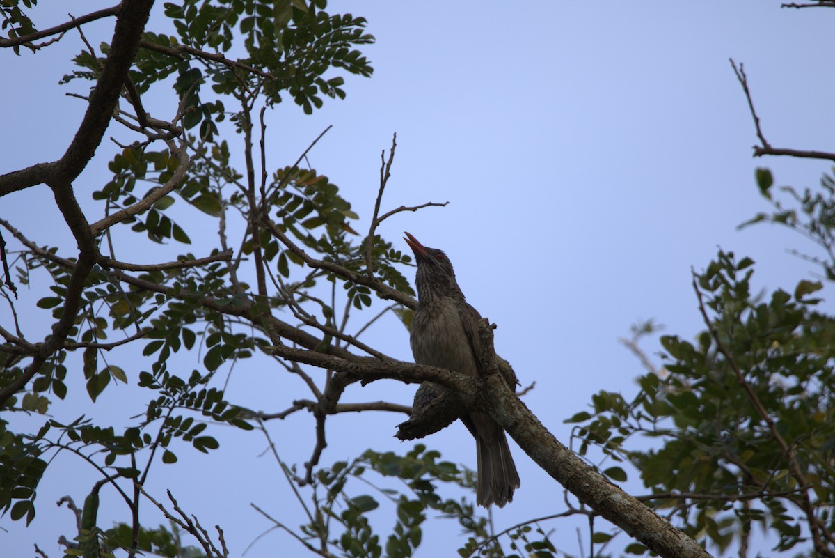 žluva hnědá - ML643846253