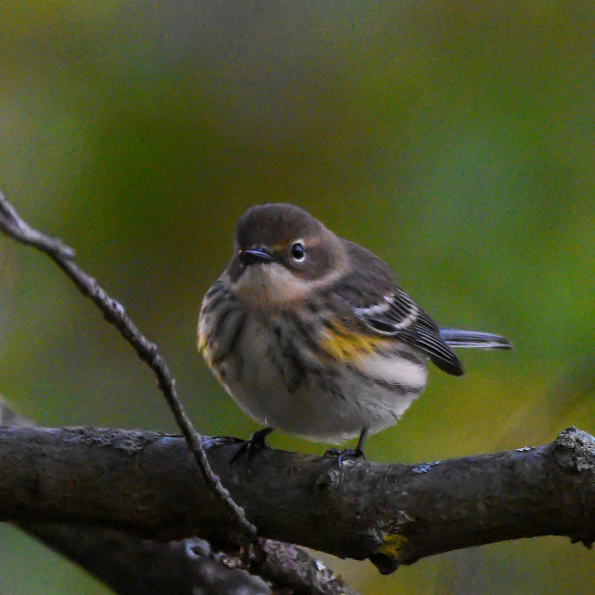 Yellow-rumped Warbler - ML643846254
