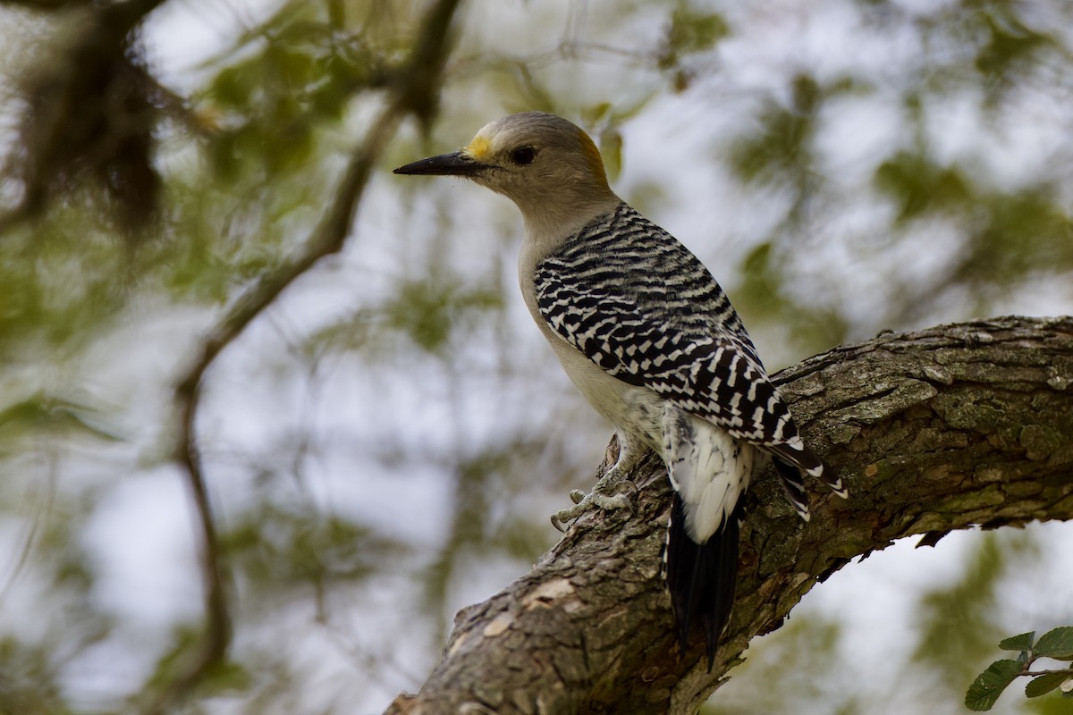 Golden-fronted Woodpecker - ML643846260