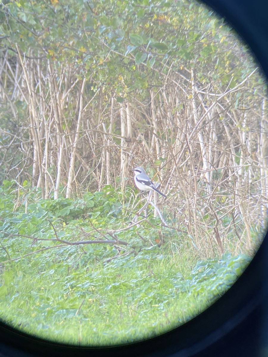 Great Gray Shrike - ML643846283