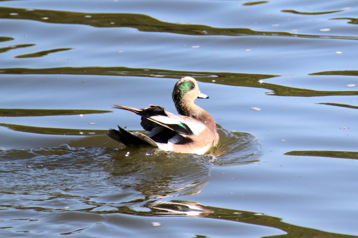 American Wigeon - ML643846291