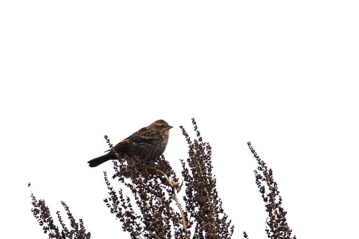 Red-winged Blackbird - ML643846292