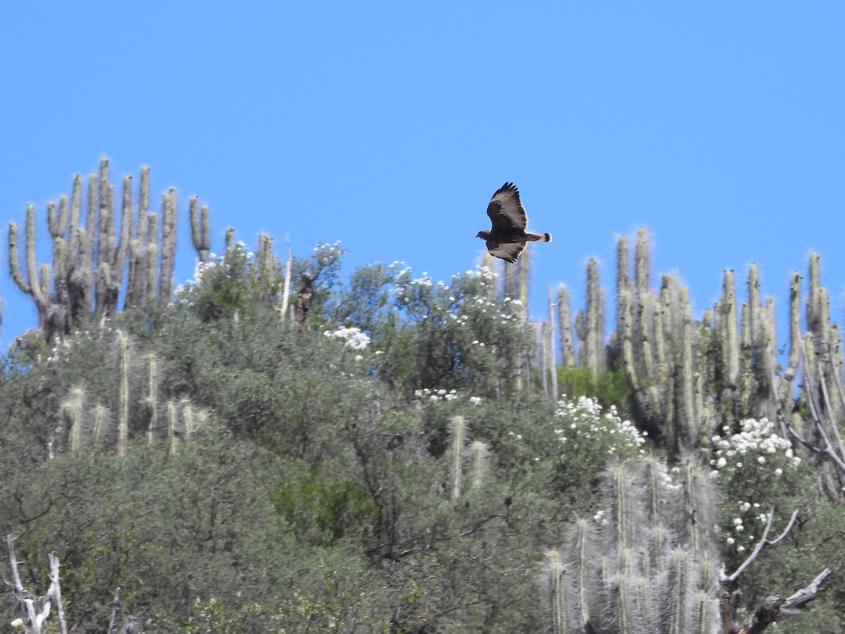 Variable Hawk - ML643846312