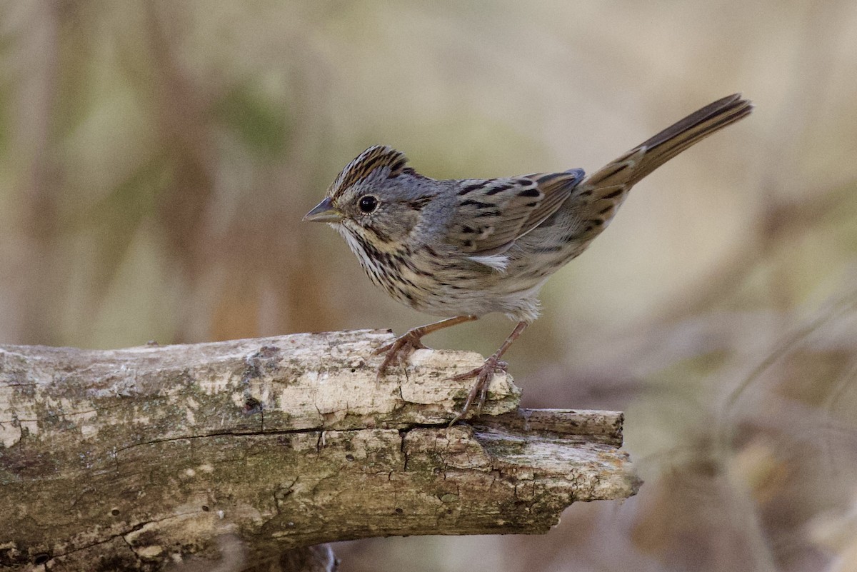 Lincoln's Sparrow - ML643846334