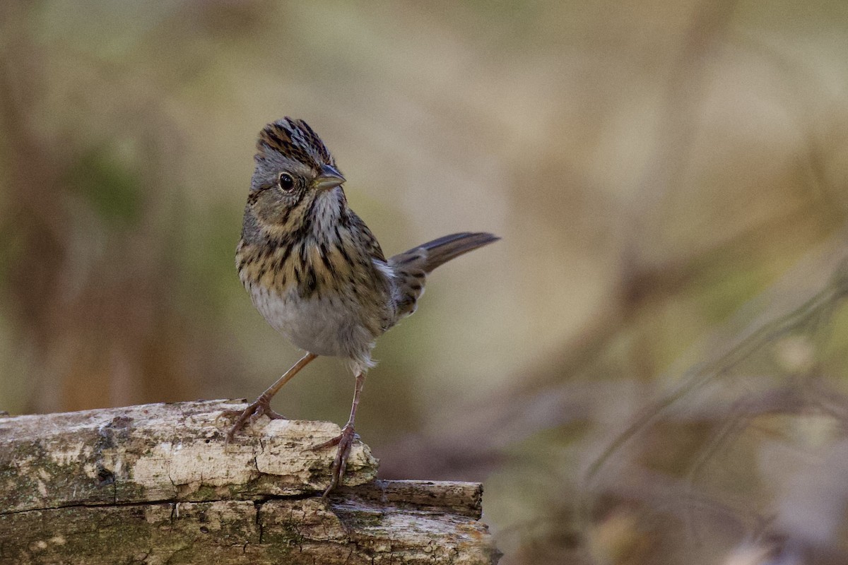 Lincoln's Sparrow - ML643846335