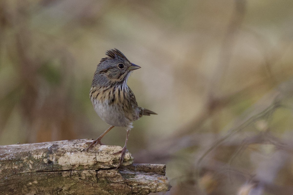 Lincoln's Sparrow - ML643846336