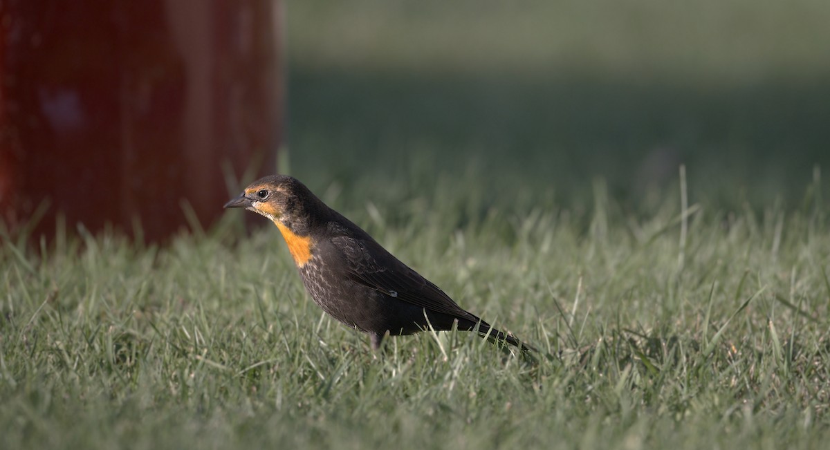 Yellow-headed Blackbird - ML643846345