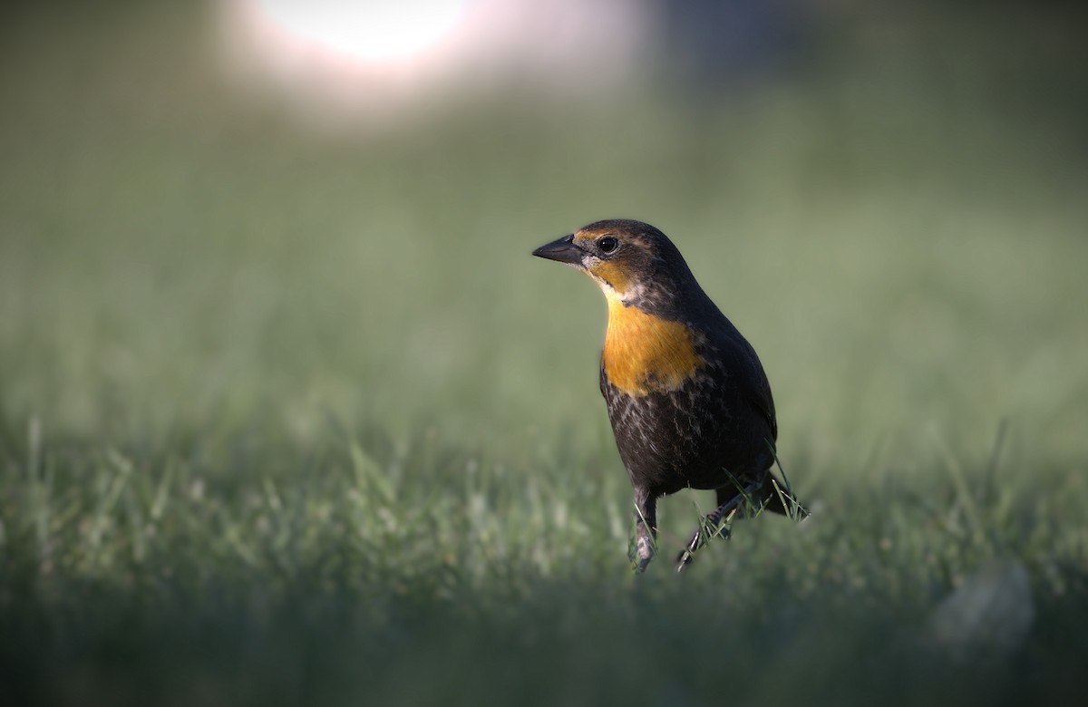 Yellow-headed Blackbird - ML643846346