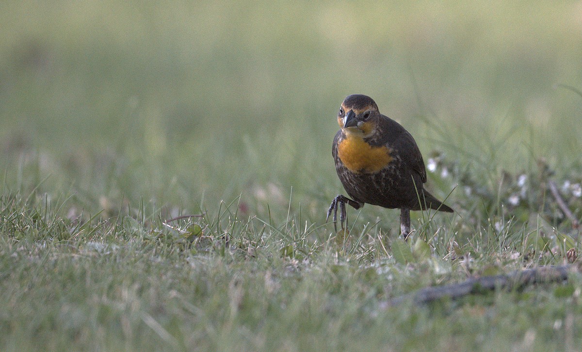 Yellow-headed Blackbird - ML643846347