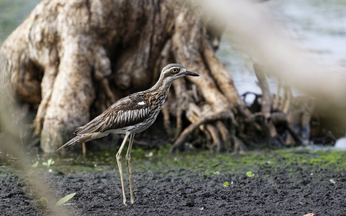 Bush Thick-knee - ML643846350