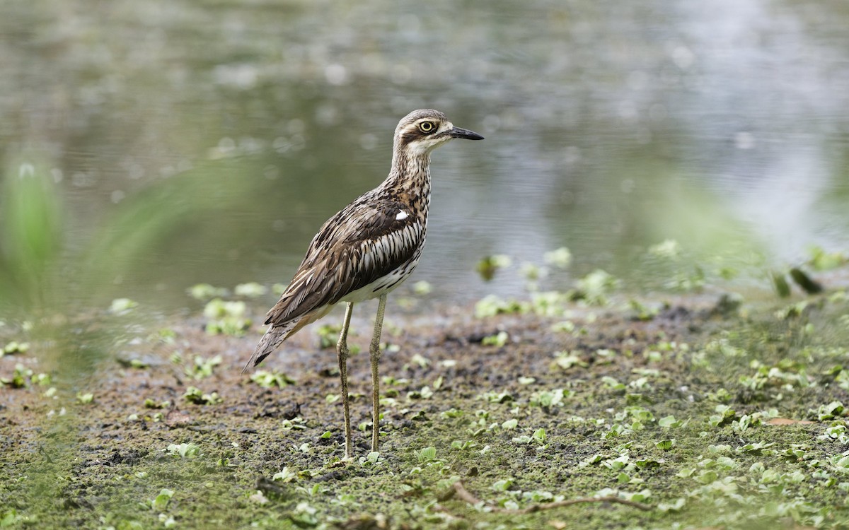 Bush Thick-knee - ML643846351