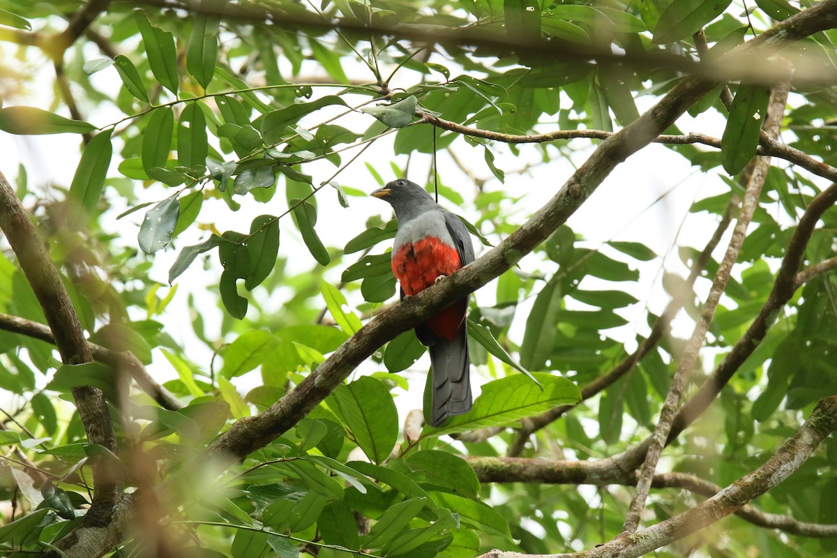 Black-tailed Trogon - ML643846353