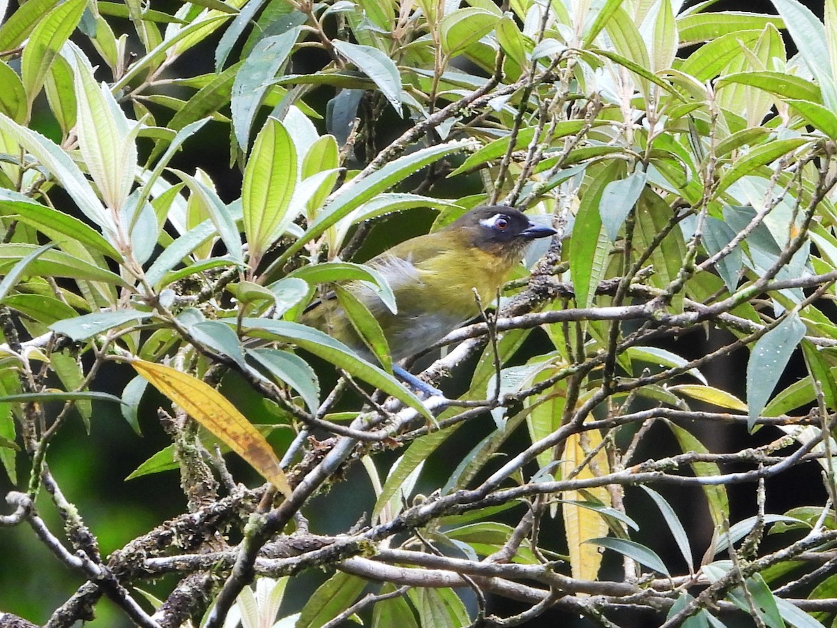 Common Chlorospingus - ML643846357
