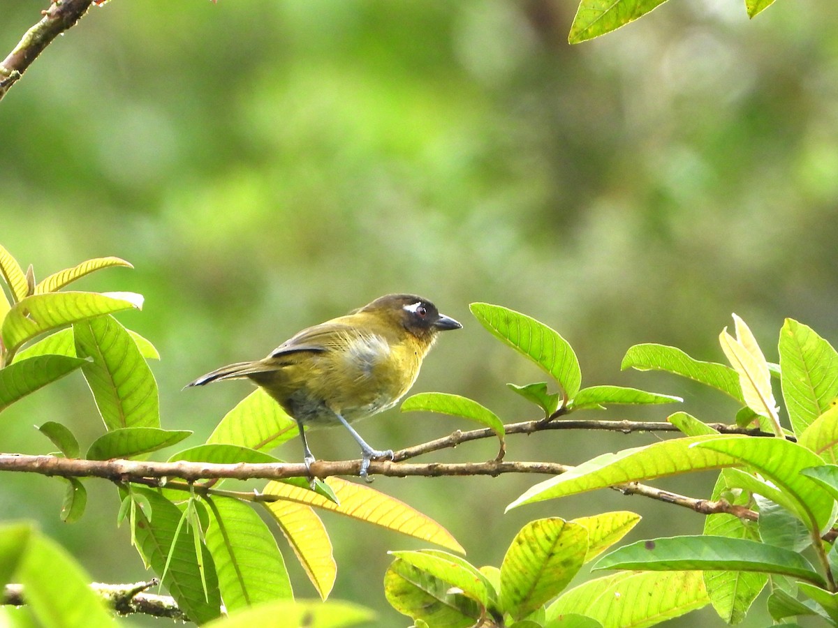Common Chlorospingus - ML643846358