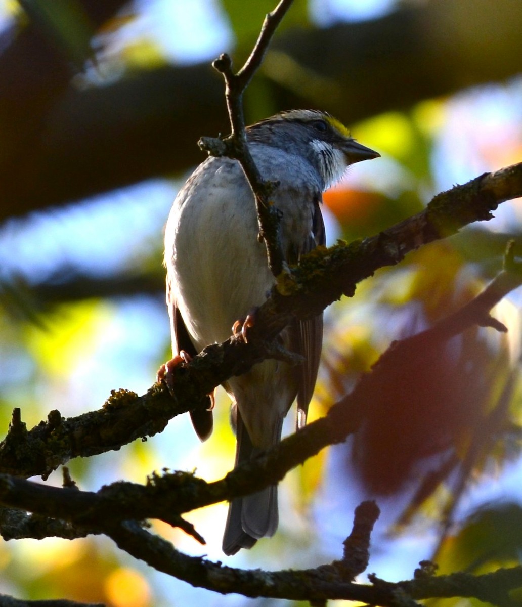 Weißkehlammer - ML643846361