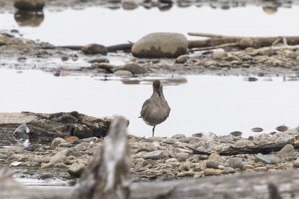 American Golden-Plover - ML643846367