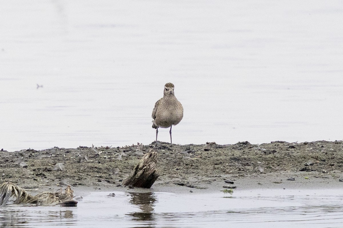 American Golden-Plover - ML643846368