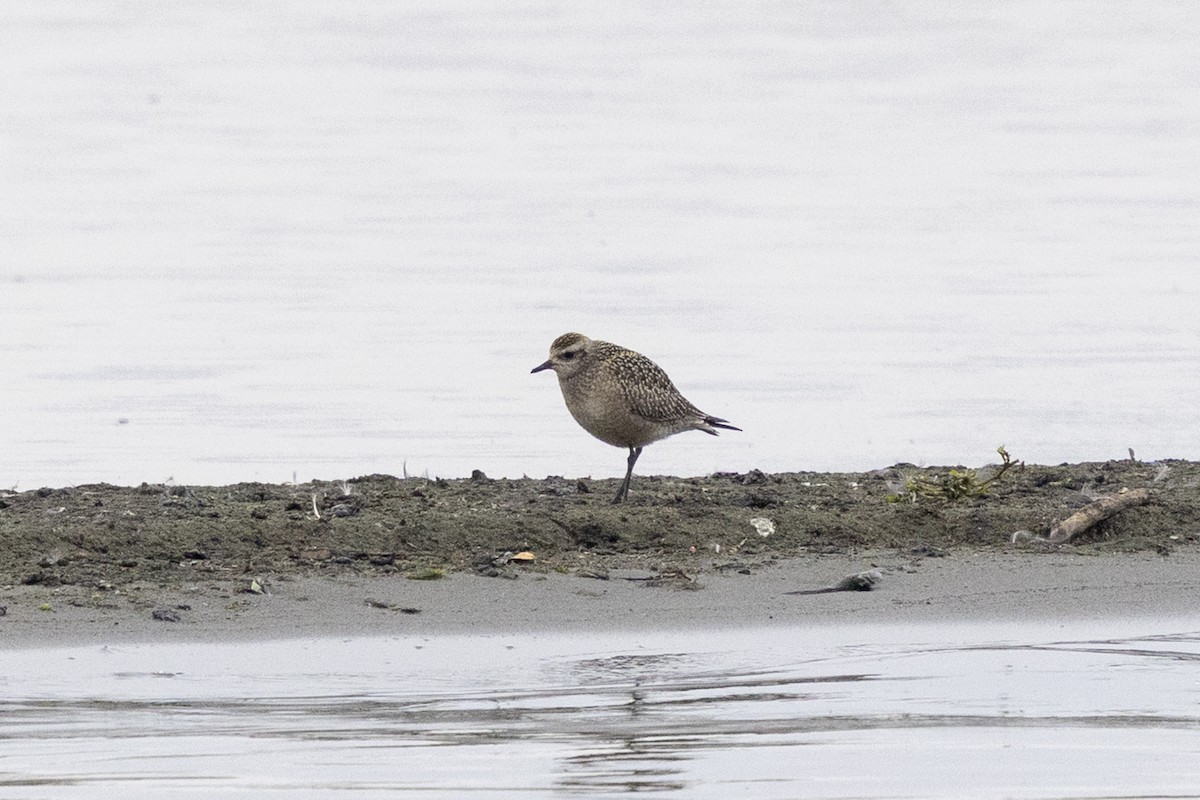 American Golden-Plover - ML643846369