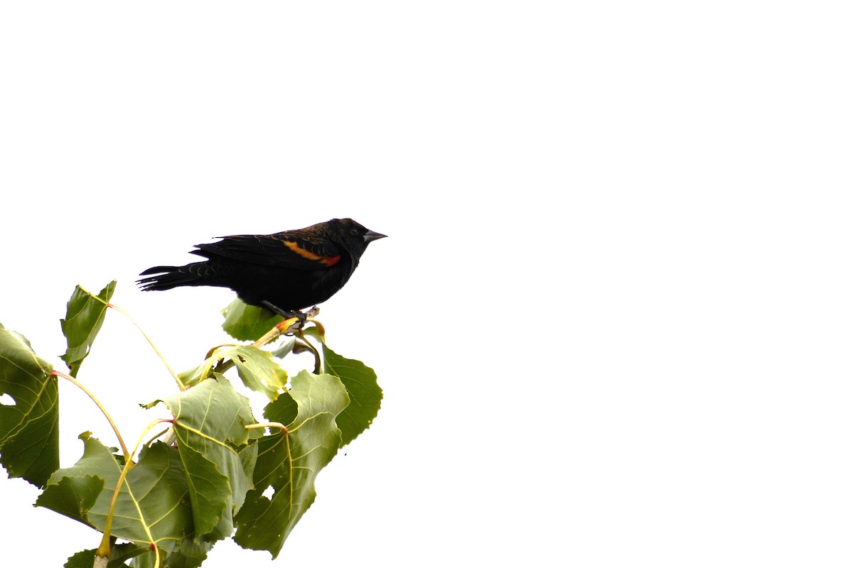 Red-winged Blackbird - ML643846374
