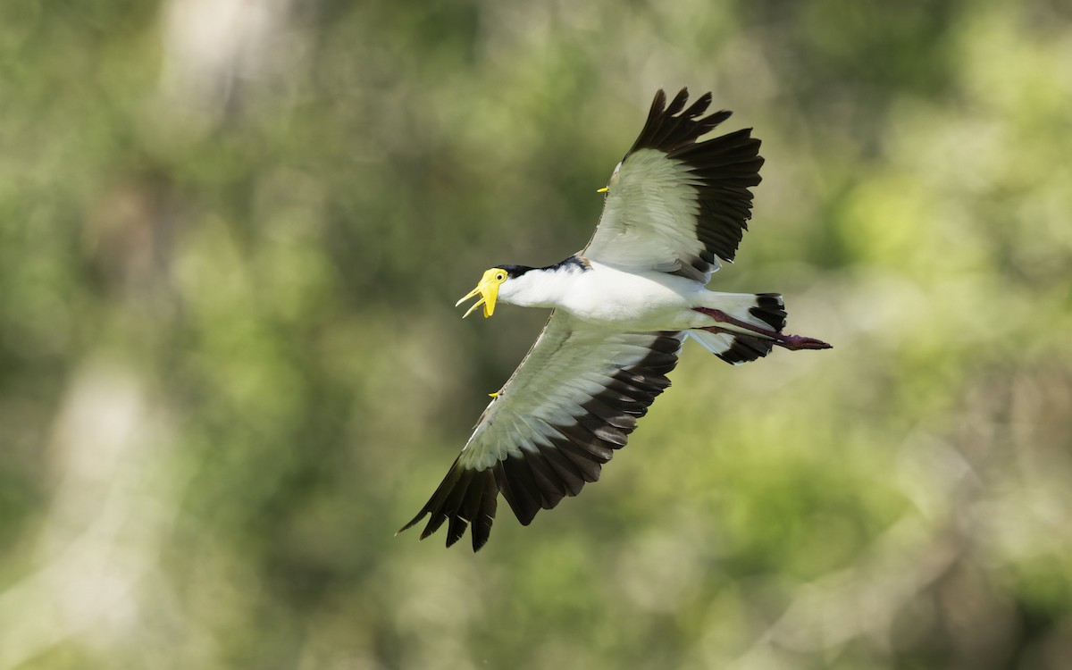 Masked Lapwing - ML643846391