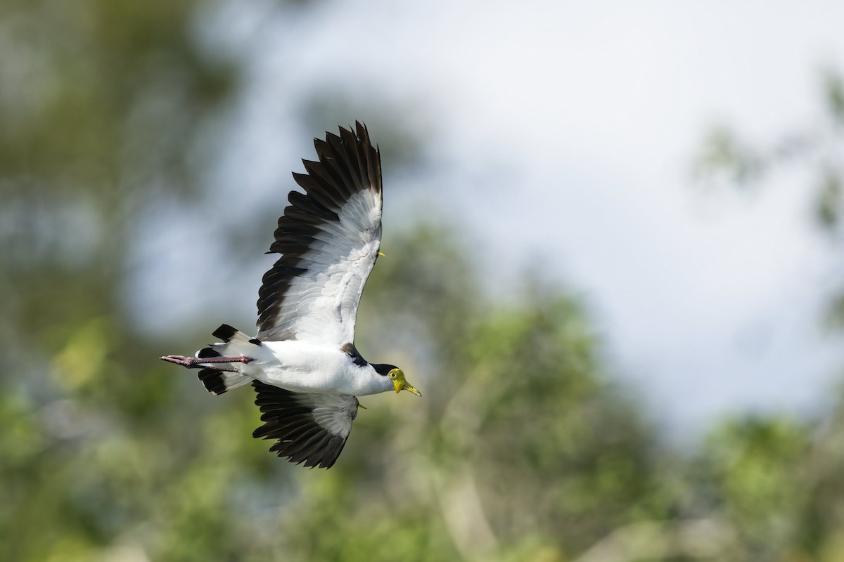 Masked Lapwing - ML643846392