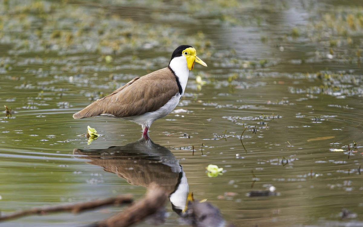 Masked Lapwing - ML643846393