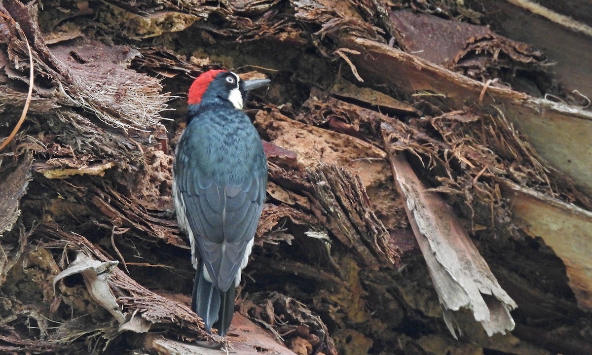 Acorn Woodpecker - ML643846400