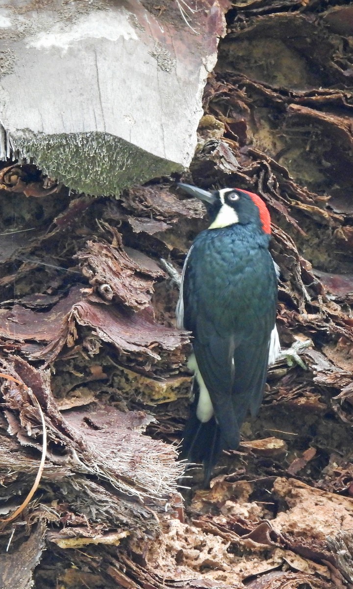 Acorn Woodpecker - ML643846401