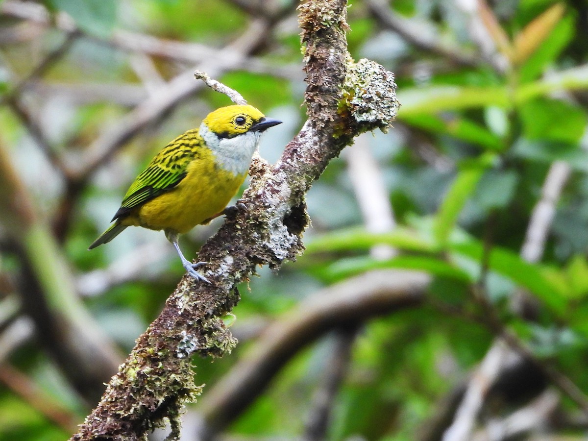 Silver-throated Tanager - ML643846402