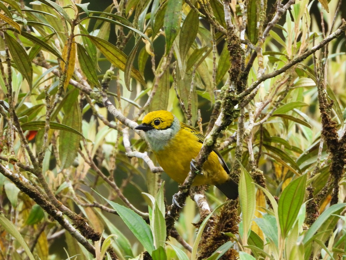 Silver-throated Tanager - ML643846403