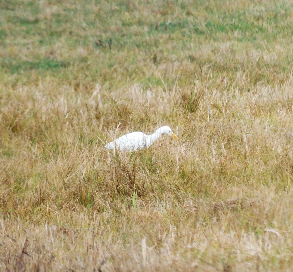 Western Cattle-Egret - ML643846407