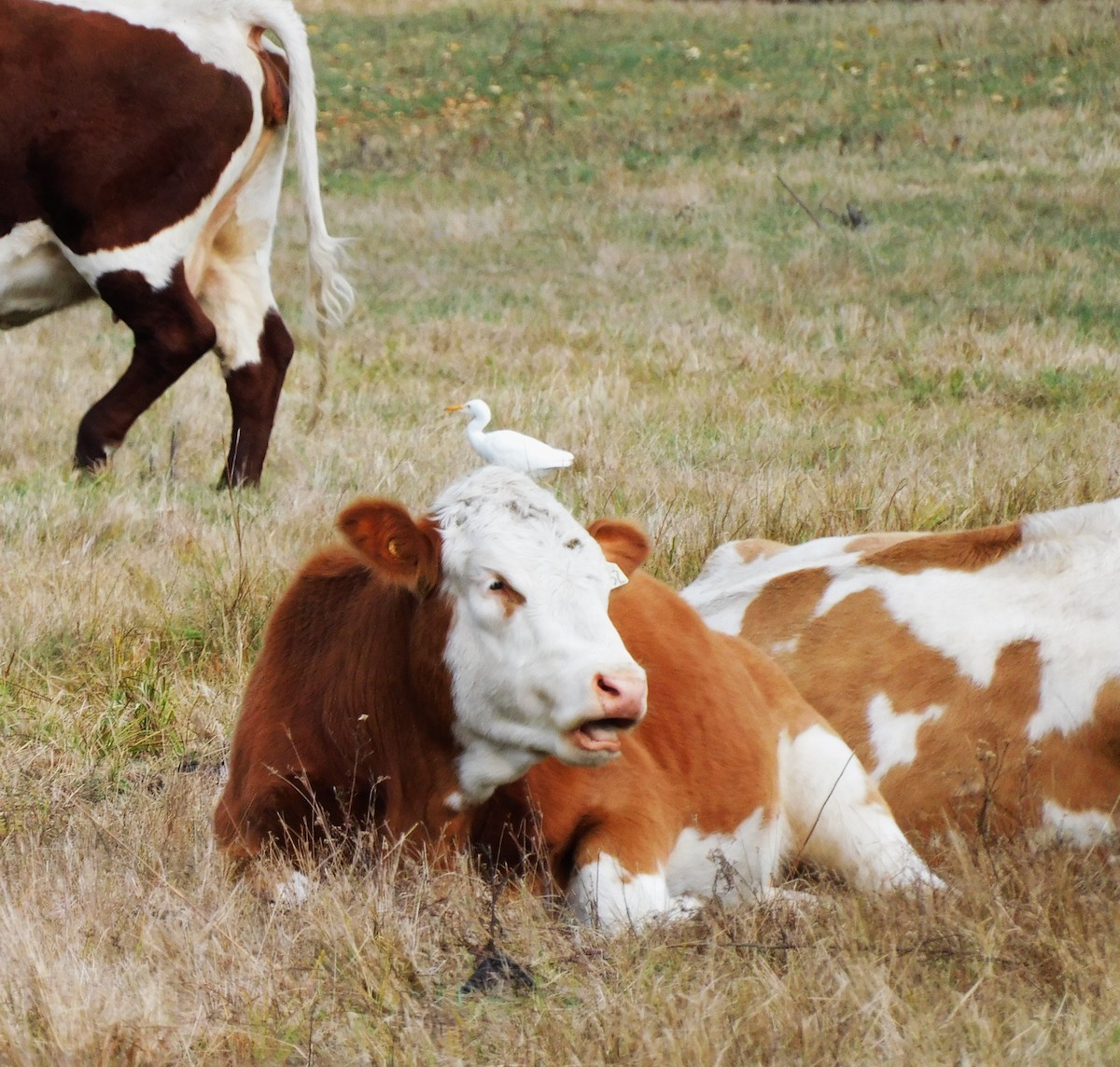Western Cattle-Egret - ML643846421