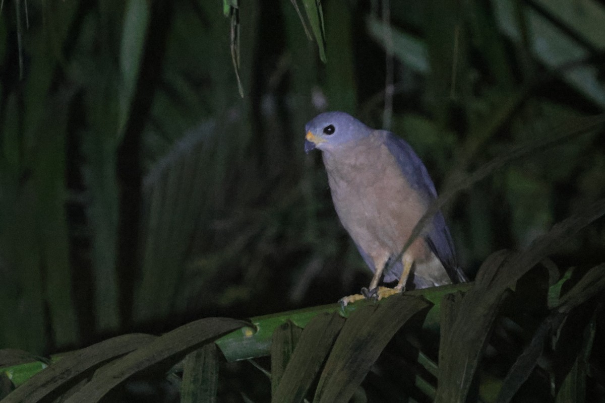 Variable Goshawk - ML643846427