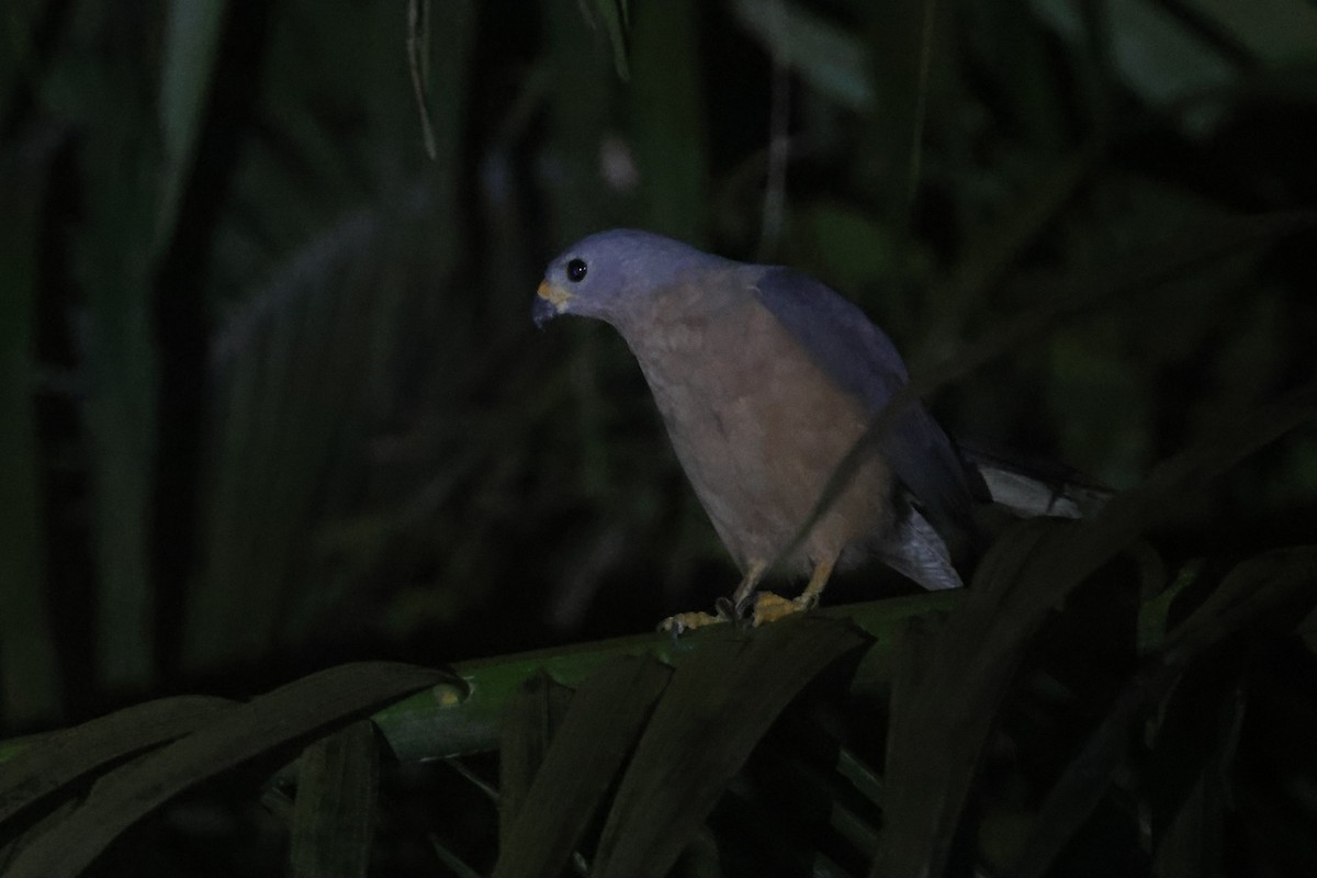 Variable Goshawk - ML643846428