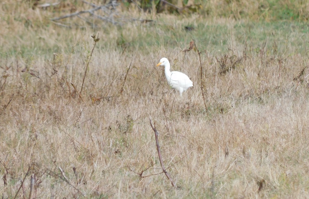 Western Cattle-Egret - ML643846429