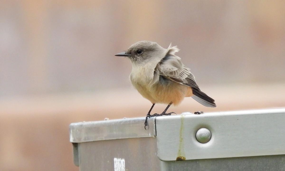 Say's Phoebe - ML643846446