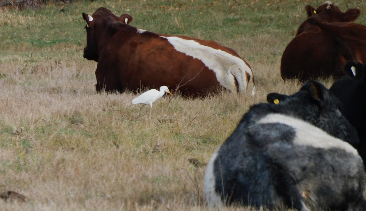 Western Cattle-Egret - ML643846451