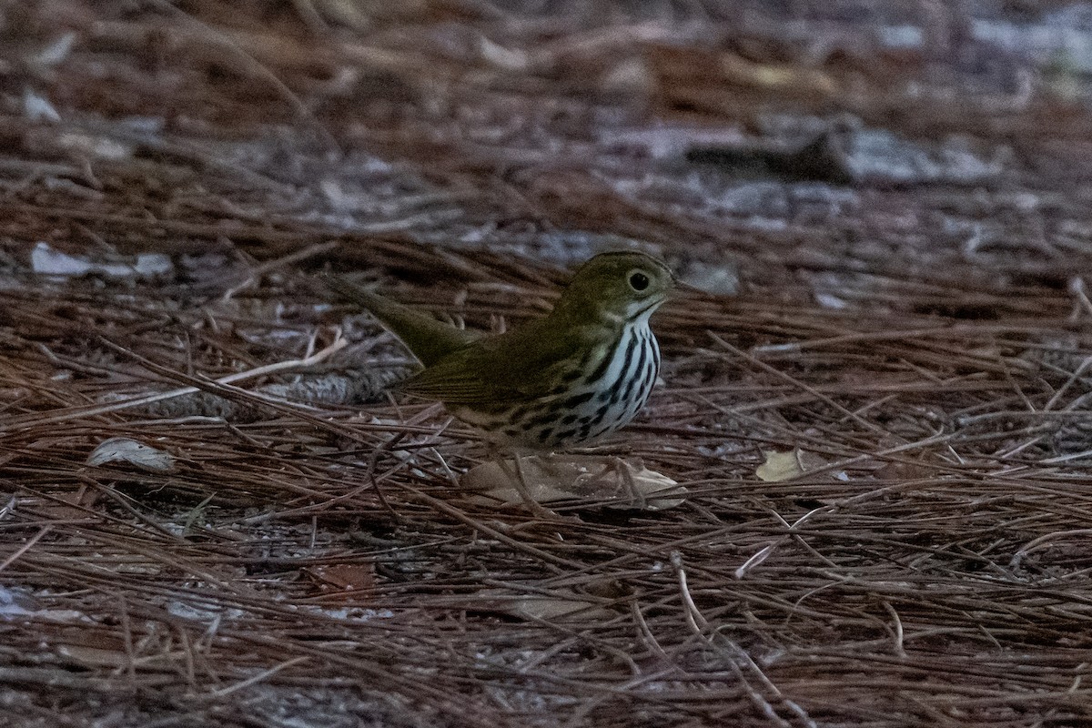 Ovenbird - ML643846454