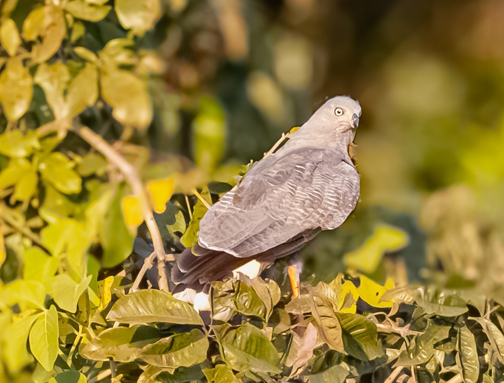 Crane Hawk - ML643846477