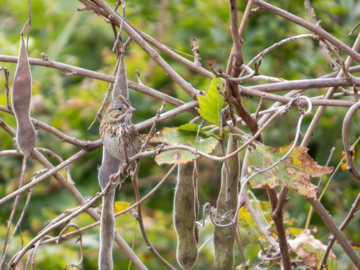 Lincoln's Sparrow - ML643846501