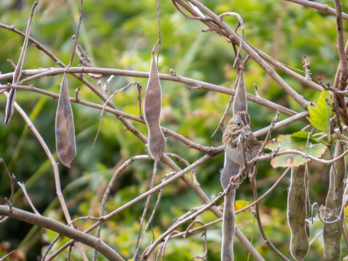 Lincoln's Sparrow - ML643846502