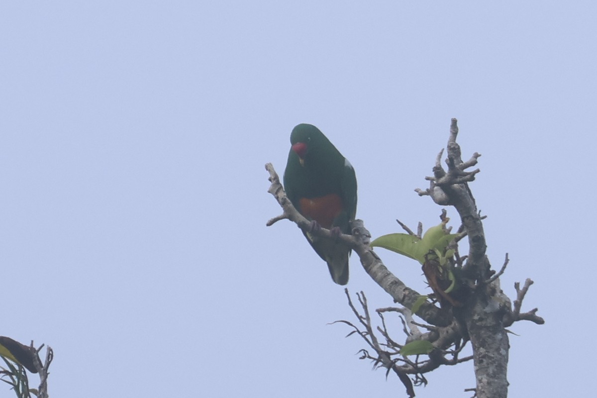 Knob-billed Fruit-Dove - ML643846503