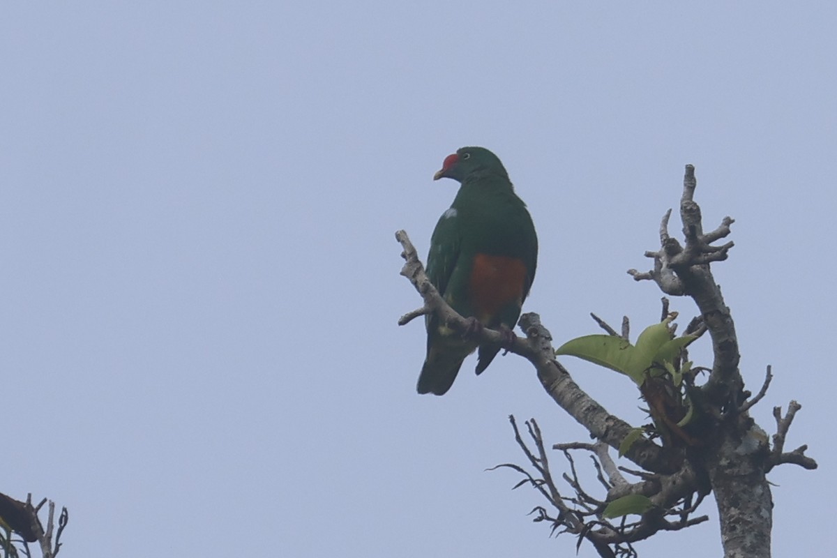 Knob-billed Fruit-Dove - ML643846504