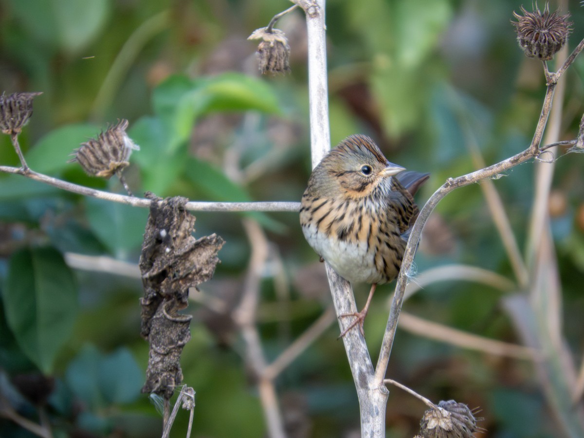 Lincoln's Sparrow - ML643846505