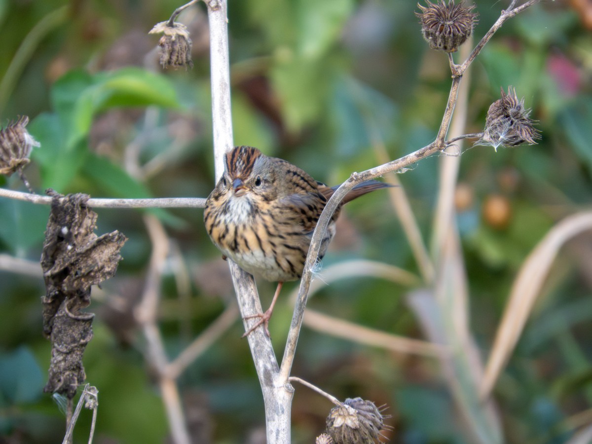 Lincoln's Sparrow - ML643846506