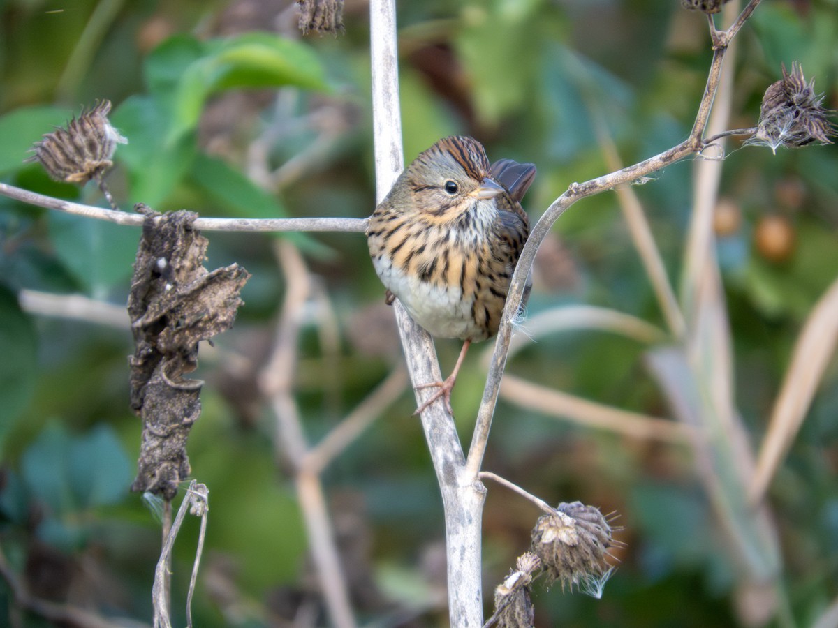 Lincoln's Sparrow - ML643846507