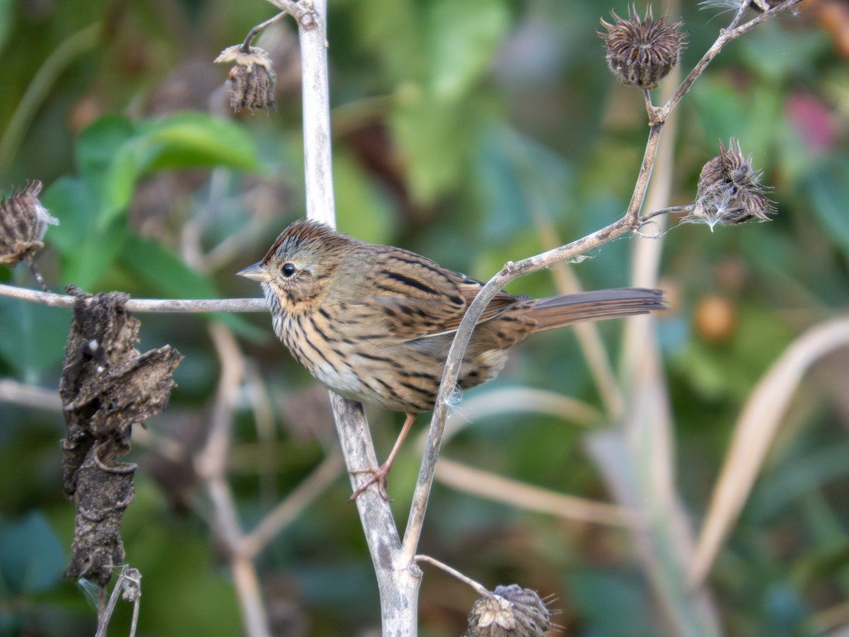 Lincoln's Sparrow - ML643846512