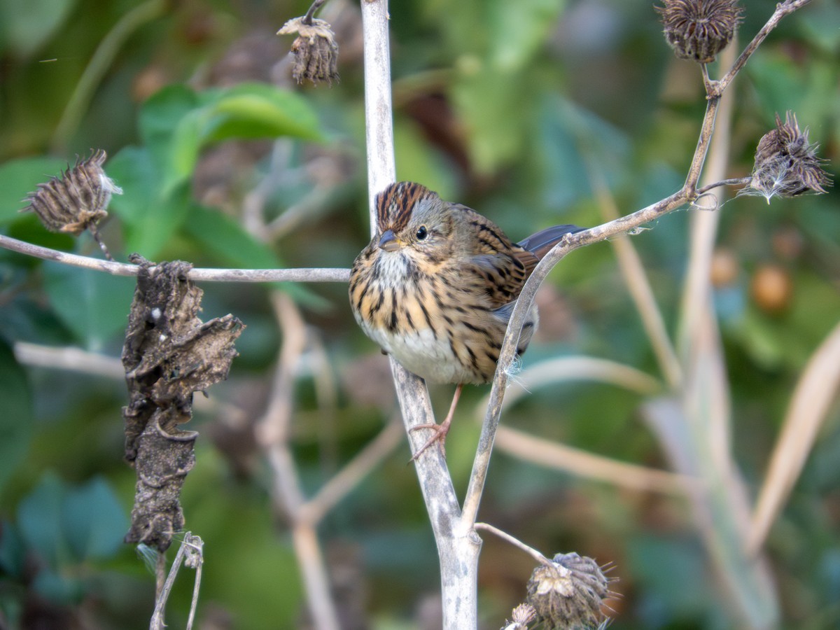 Lincoln's Sparrow - ML643846513