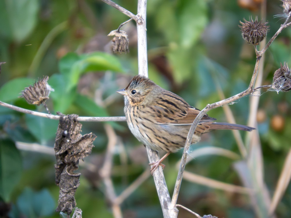 Lincoln's Sparrow - ML643846514